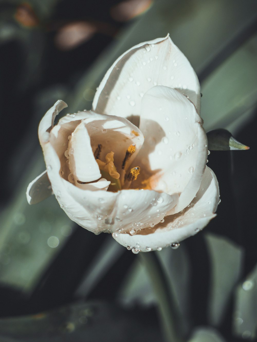 white and yellow flower with water droplets