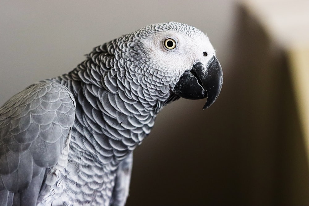 gray and black bird in close up photography