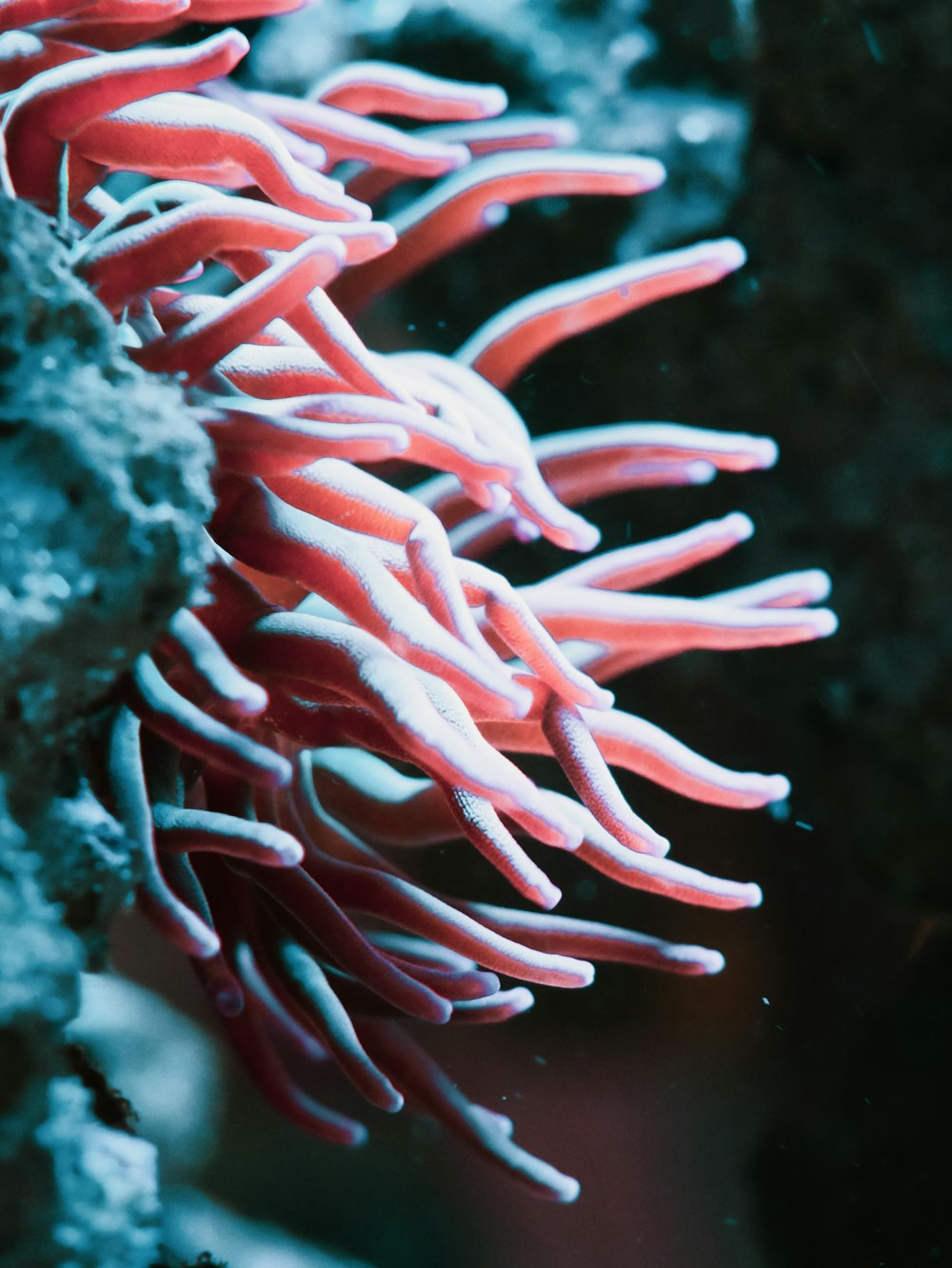 red and white sea creature