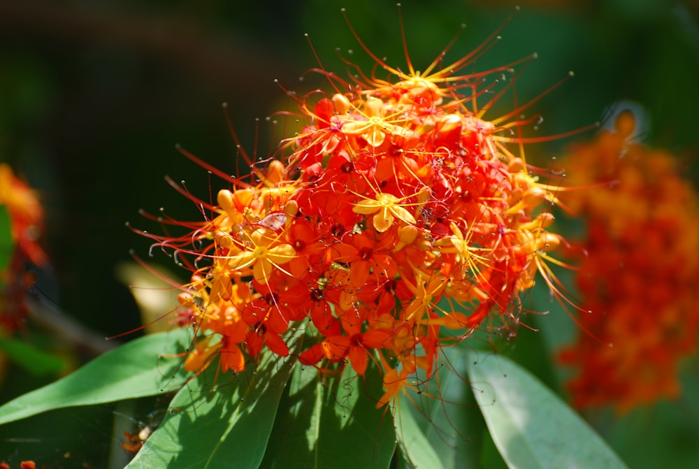 a cluster of orange flowers with green leaves