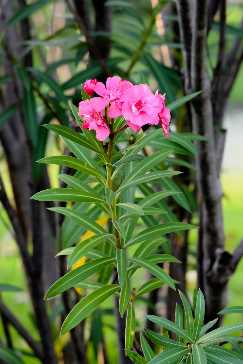 pink flower with green leaves