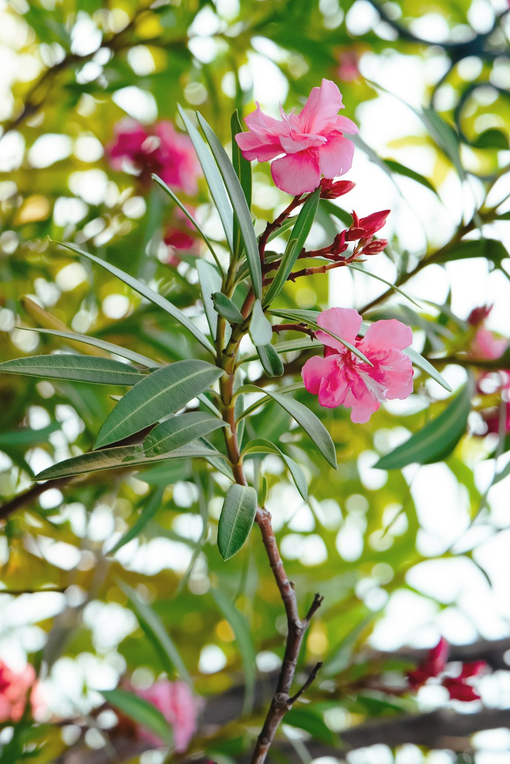 pink flowers in tilt shift lens