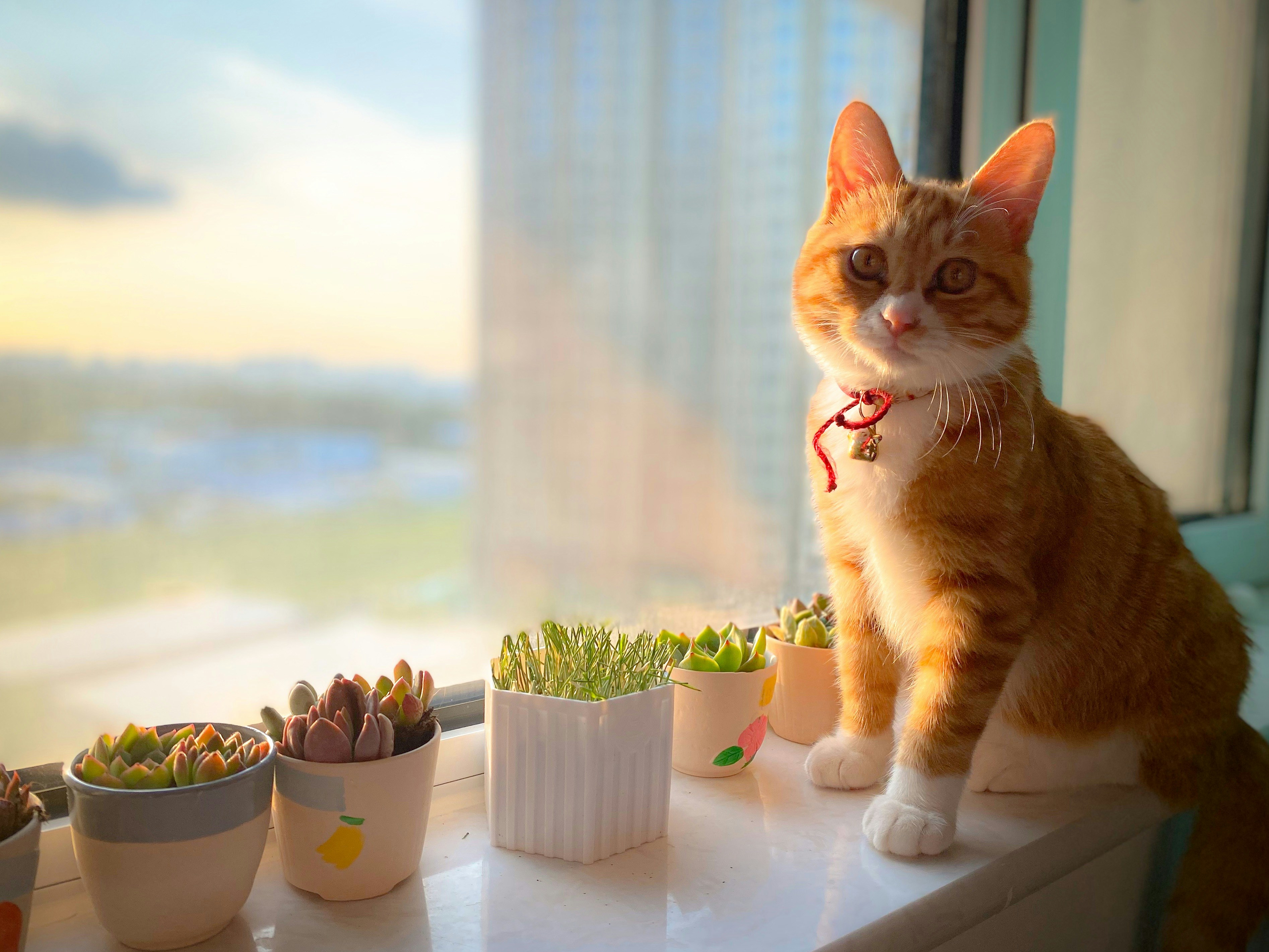 Pet Plant Pots: Green Dreams (image credits: unsplash)