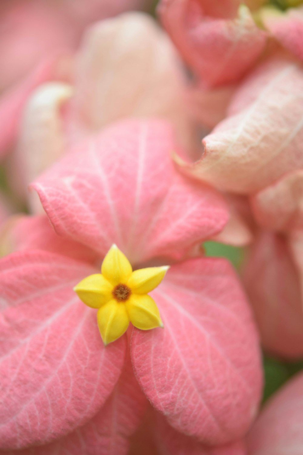 fleur rose et jaune en macrophotographie