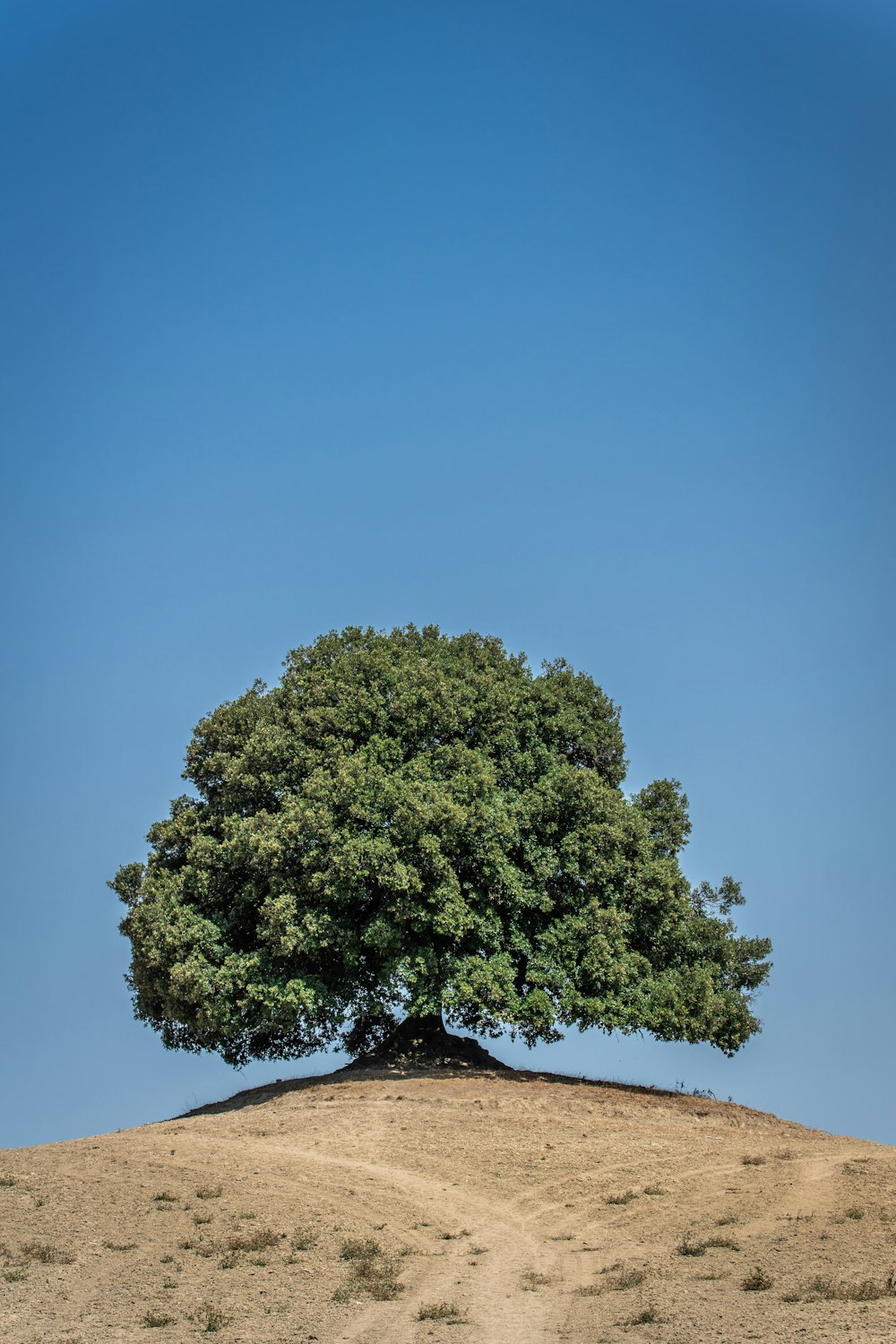 green tree on brown sand during daytime