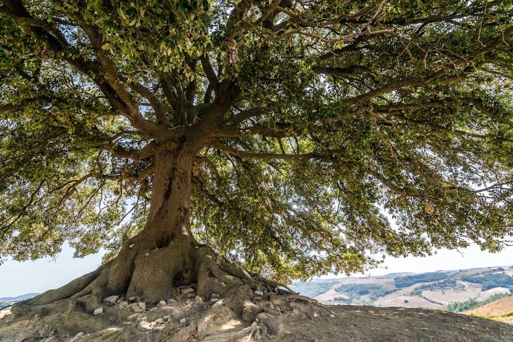 Grüner Baum auf grauem Rocky Mountain tagsüber