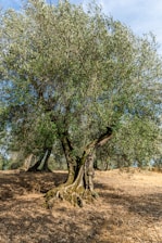 An old olive tree stands prominently in a rural landscape. The tree's thick, gnarled trunk and extensive branches are covered with green leaves. The ground is dry, covered in brown grass, suggesting a warm, arid climate.