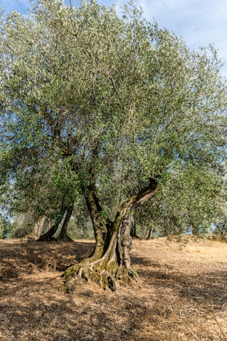green trees on brown field during daytime