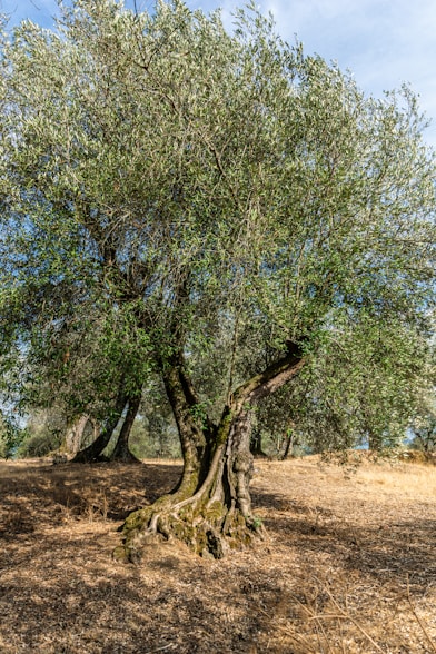 green trees on brown field during daytime