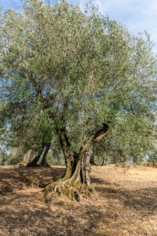 An old olive tree stands prominently in a rural landscape. The tree's thick, gnarled trunk and extensive branches are covered with green leaves. The ground is dry, covered in brown grass, suggesting a warm, arid climate.