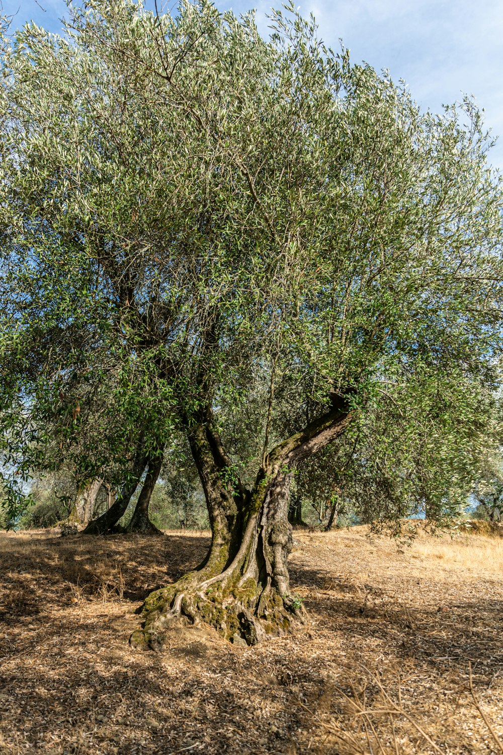 green trees on brown field during daytime