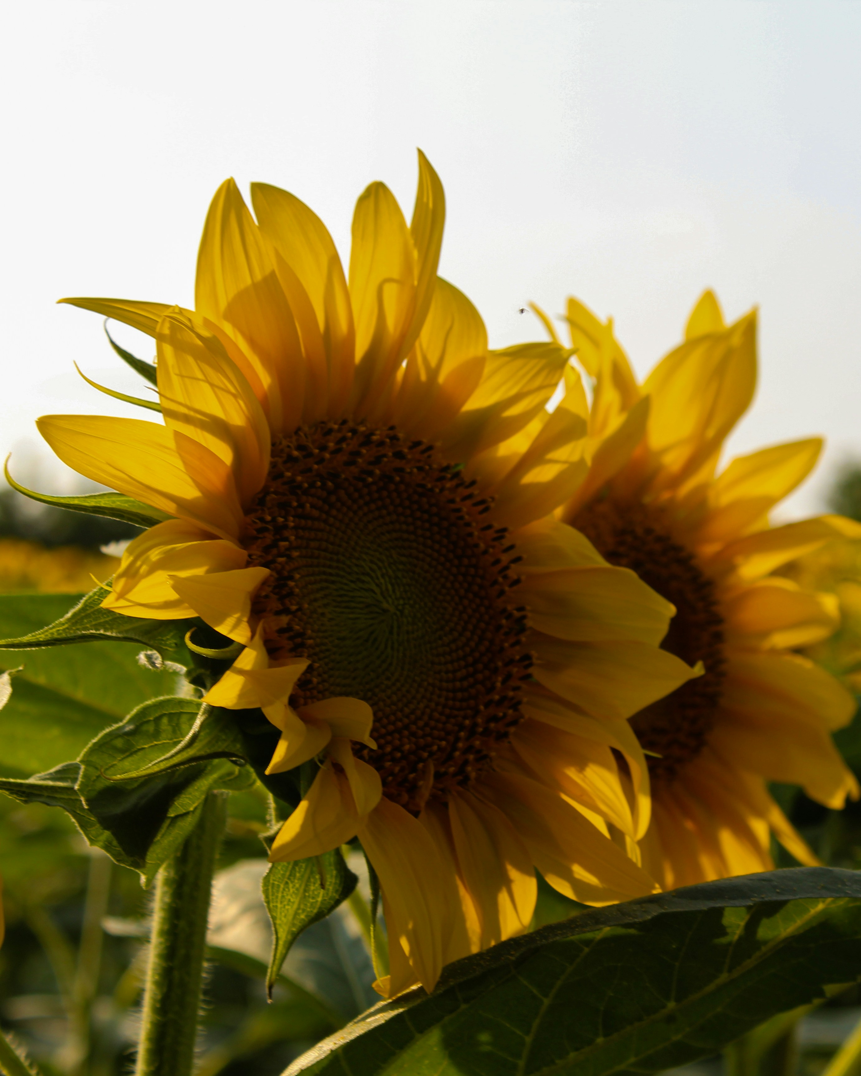 Photo by czapp_botond