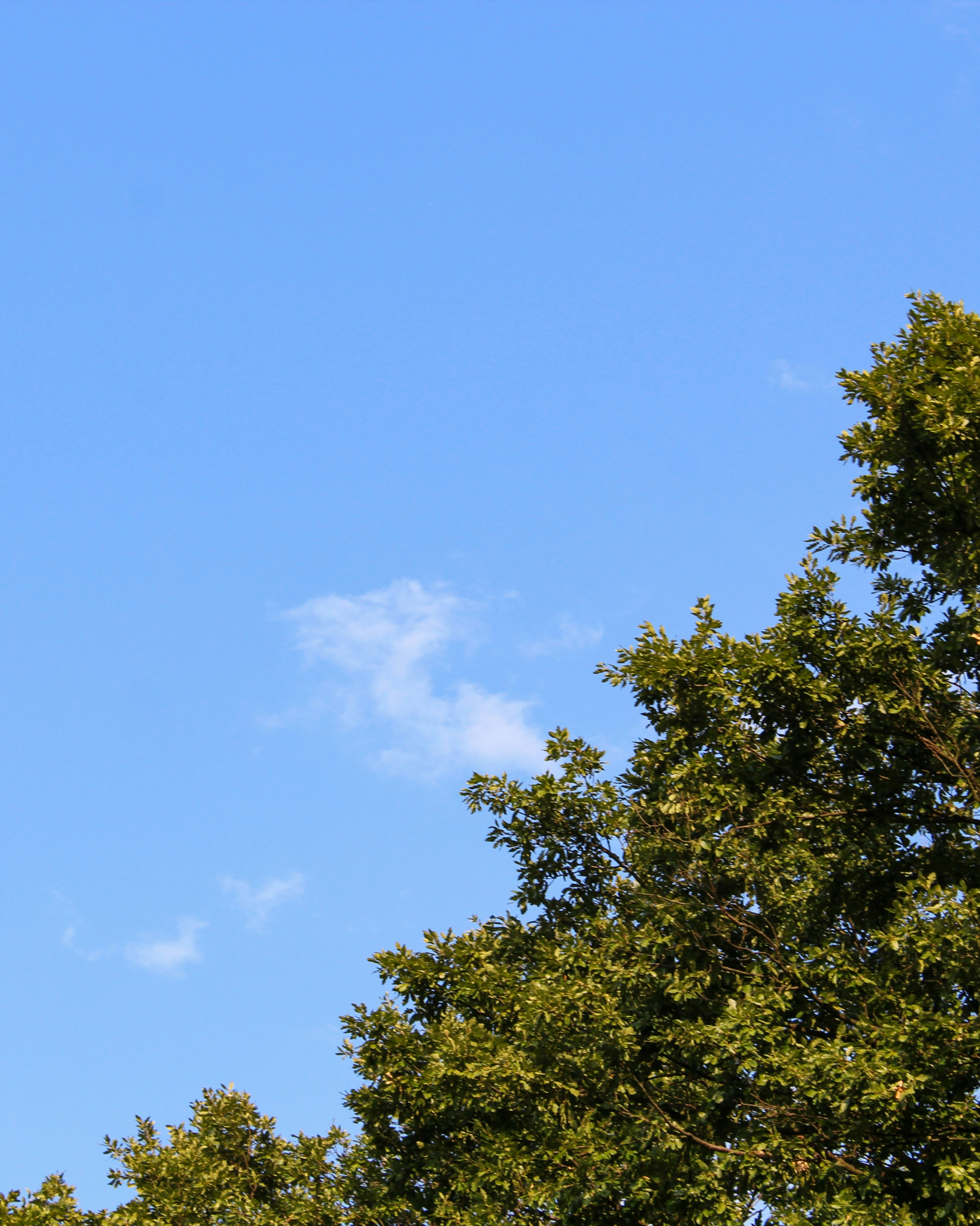 Photo by czapp_botond