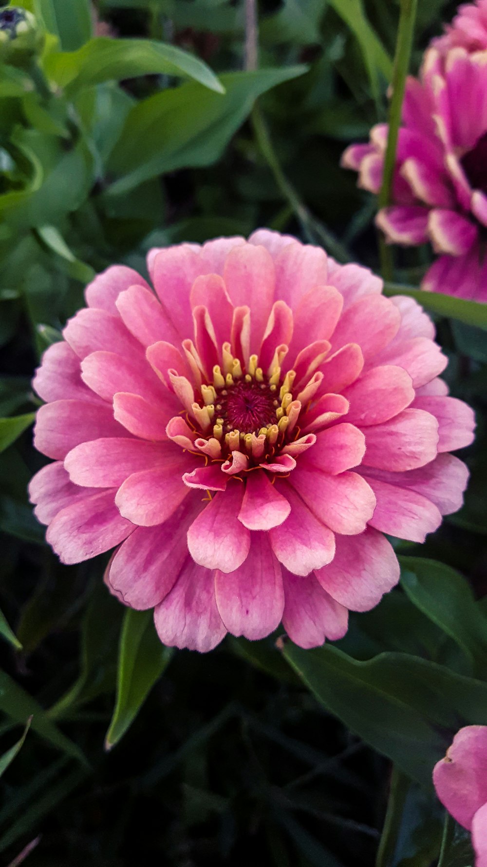 pink flower in tilt shift lens