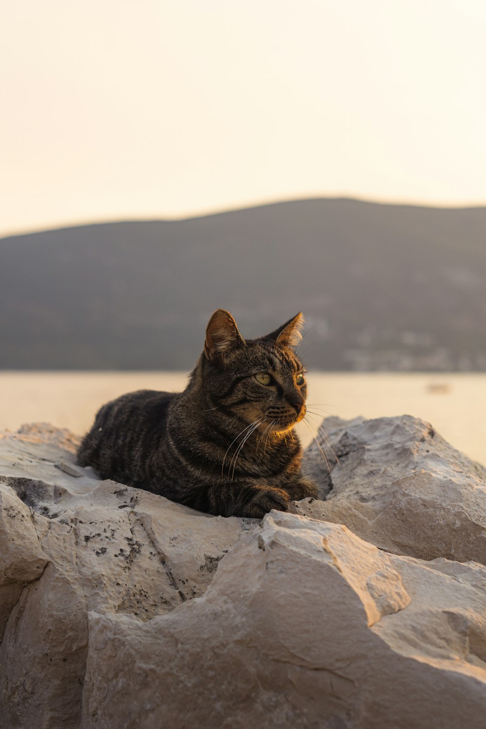 灰色の岩の上の茶色のぶち猫