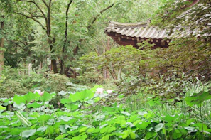 A tranquil garden path lined with blooming lotus flowers beside the meditation hall