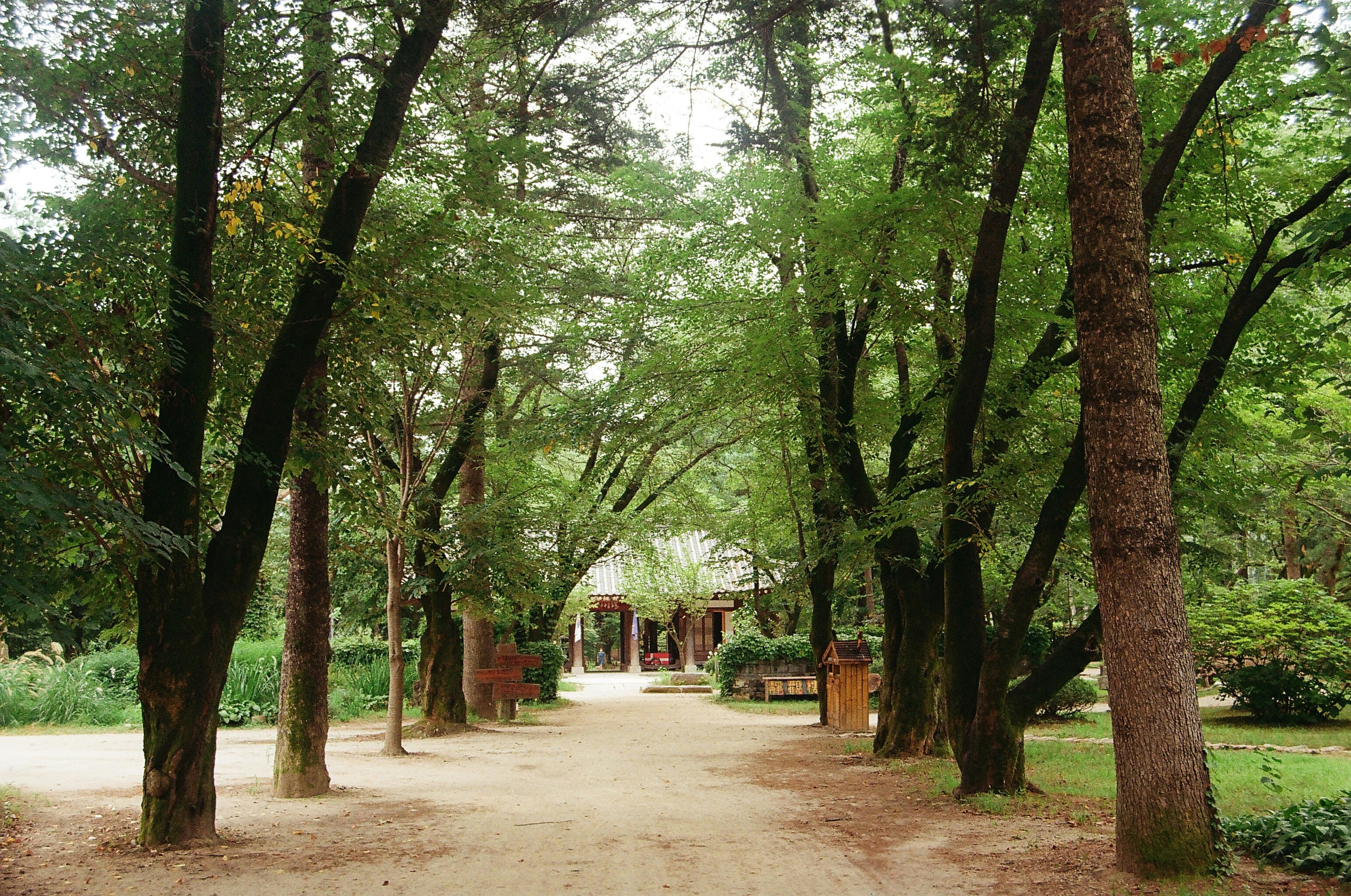 green trees on brown soil, 