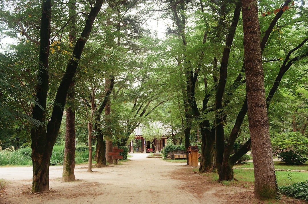 green trees on brown soil,