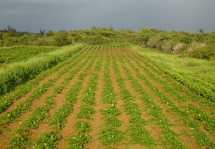 Rows of green crops growing in a field extend towards the horizon, surrounded by lush greenery and vegetation. The sky is overcast, suggesting an impending storm.