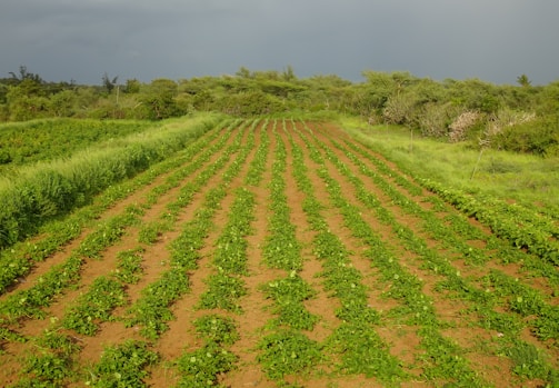 Rows of green crops growing in a field extend towards the horizon, surrounded by lush greenery and vegetation. The sky is overcast, suggesting an impending storm.