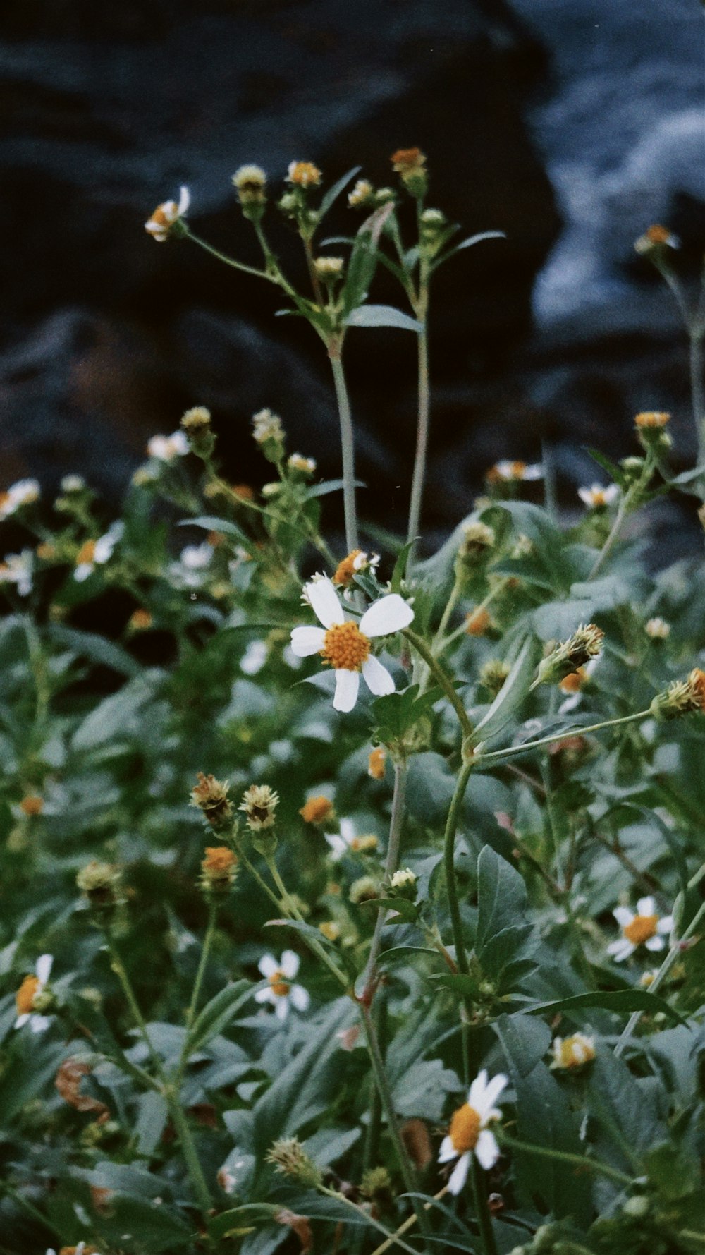 white and yellow flowers in tilt shift lens