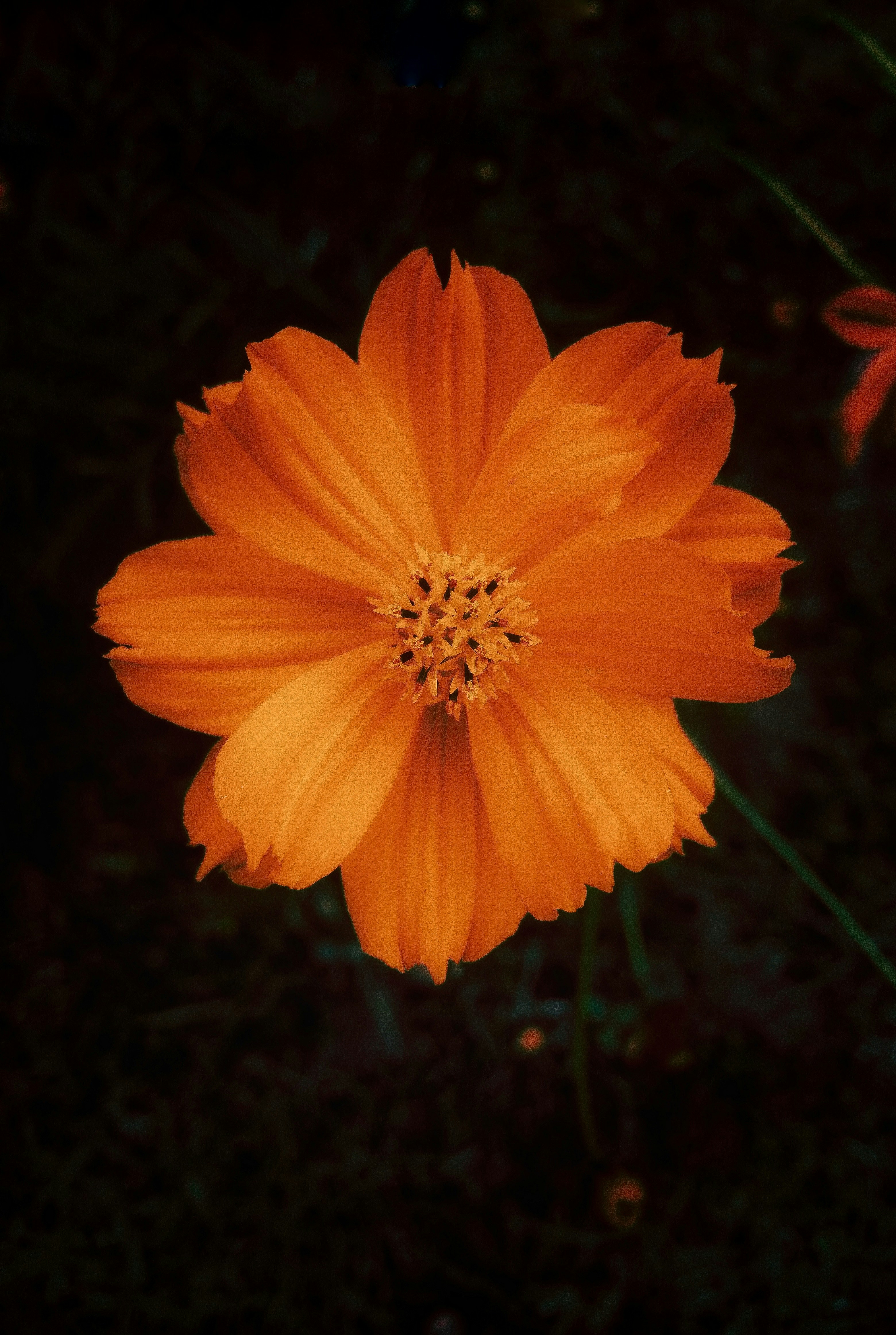 Photo by jmcreations