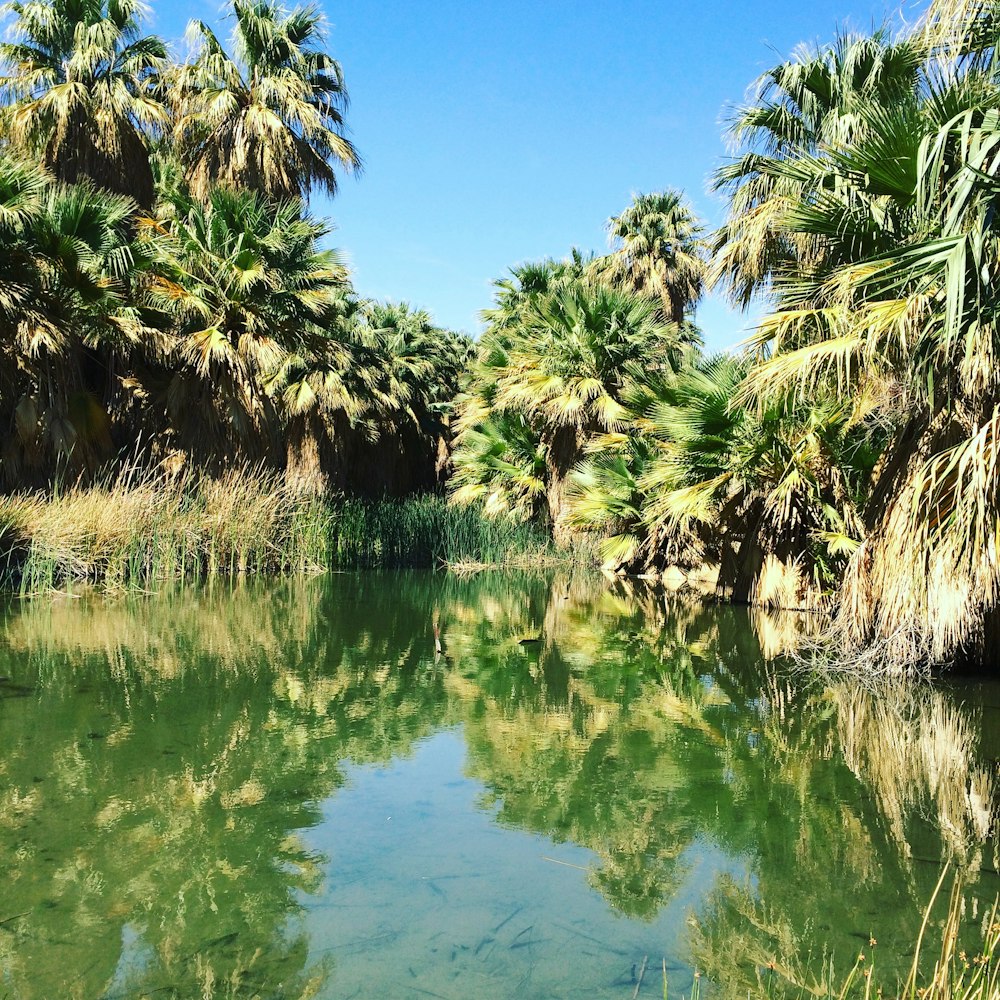 green trees beside body of water during daytime