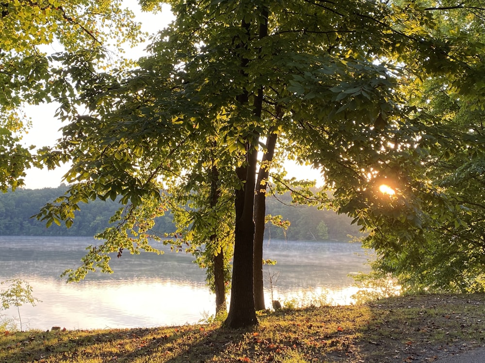 green tree near body of water during sunset