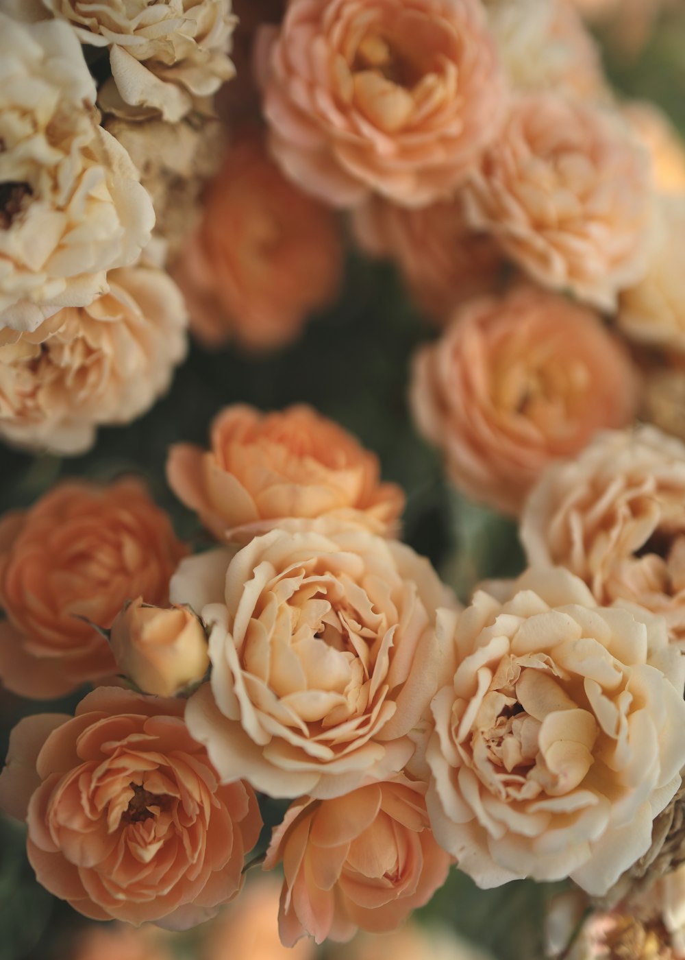 petali di fiori arancioni e bianchi