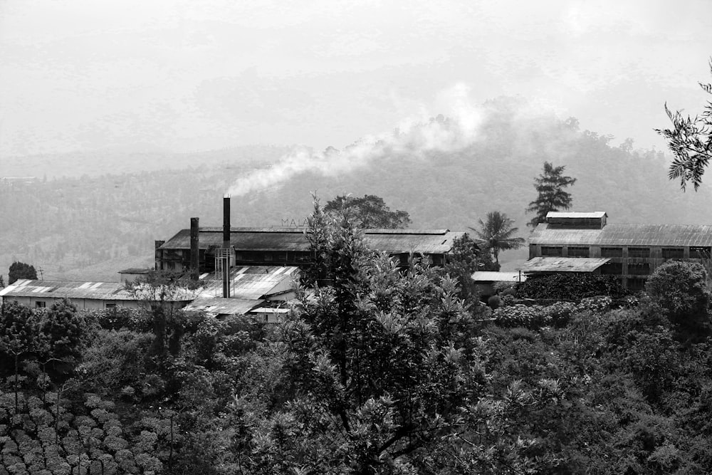 grayscale photo of trees and plants