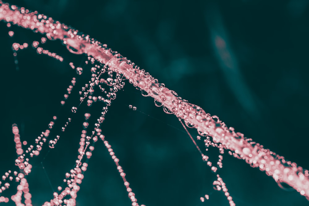 water droplets on spider web in close up photography