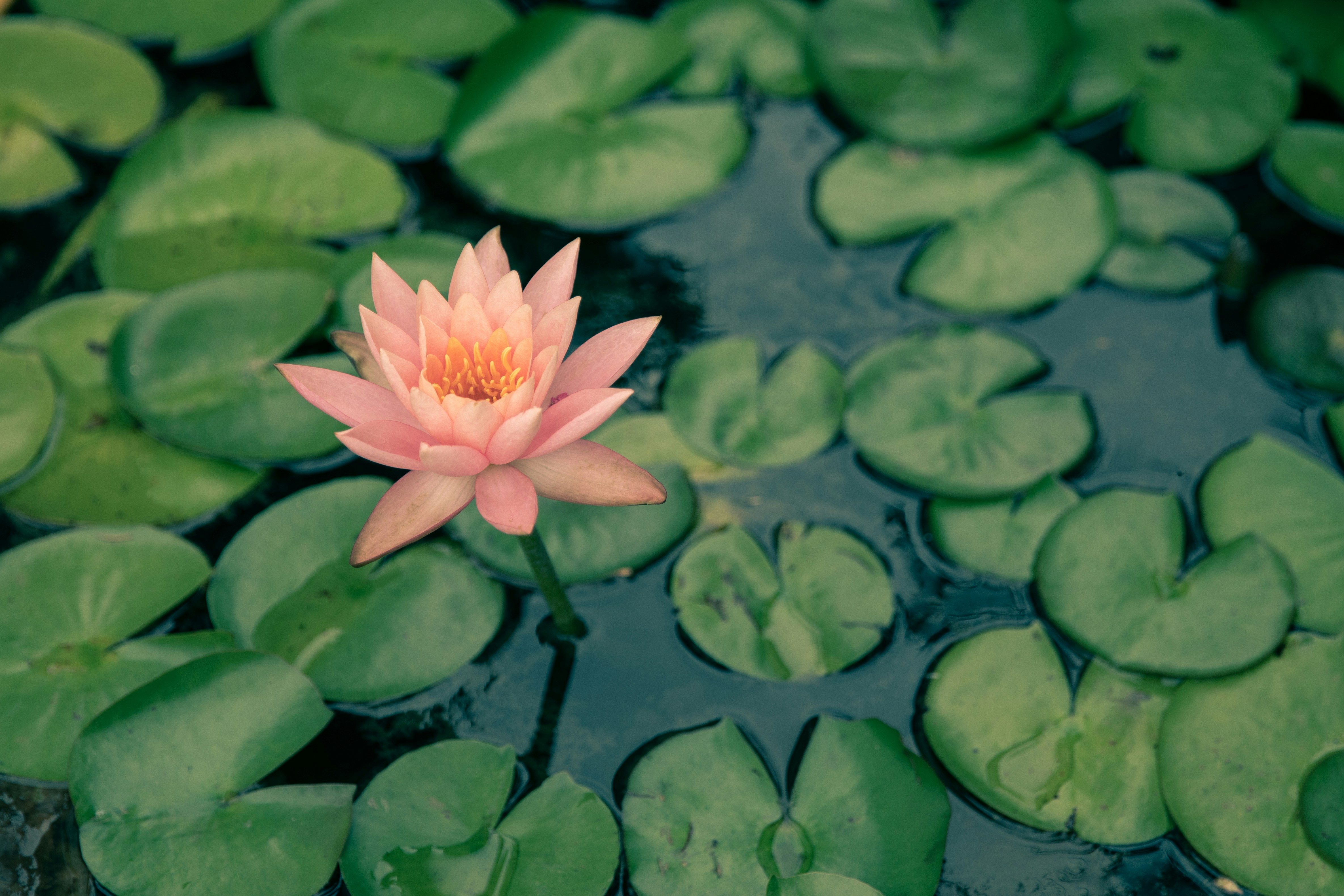 Pink lotus flower on water photo Free Lotus Image on Unsplash