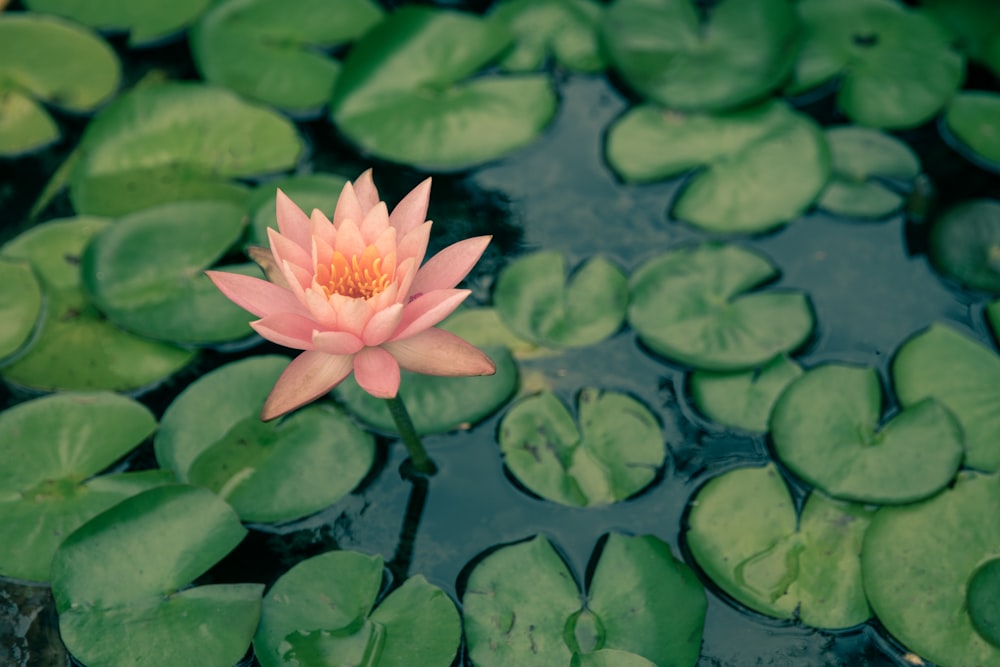 pink lotus flower on water