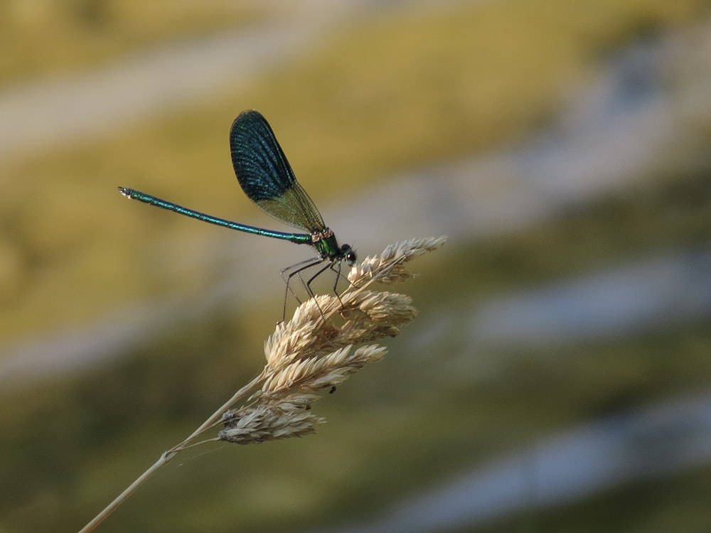 black damselfly perched on brown plant in close up photography during daytime