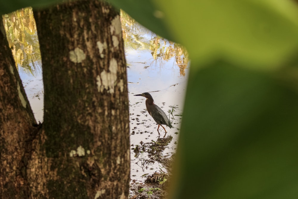 Schwarzer Vogel am Baumstamm