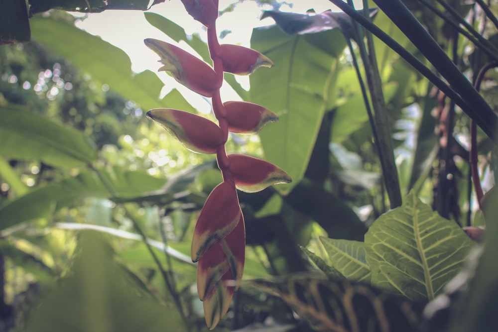 red and yellow flower in tilt shift lens