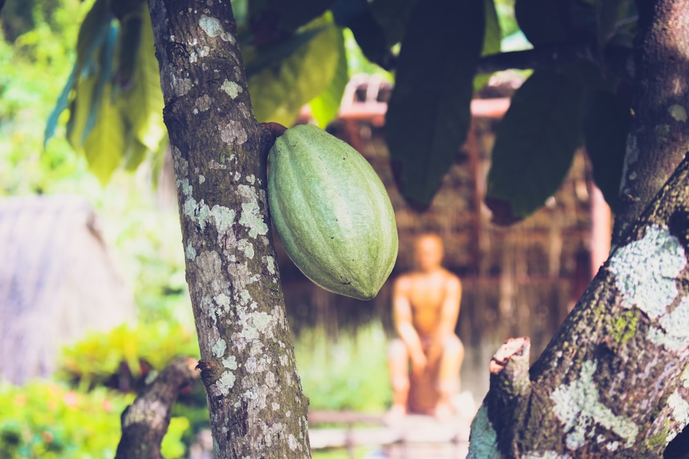 Grüne Wassermelone am Baum während des Tages