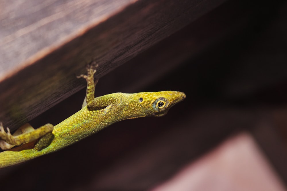 green lizard on brown wooden surface