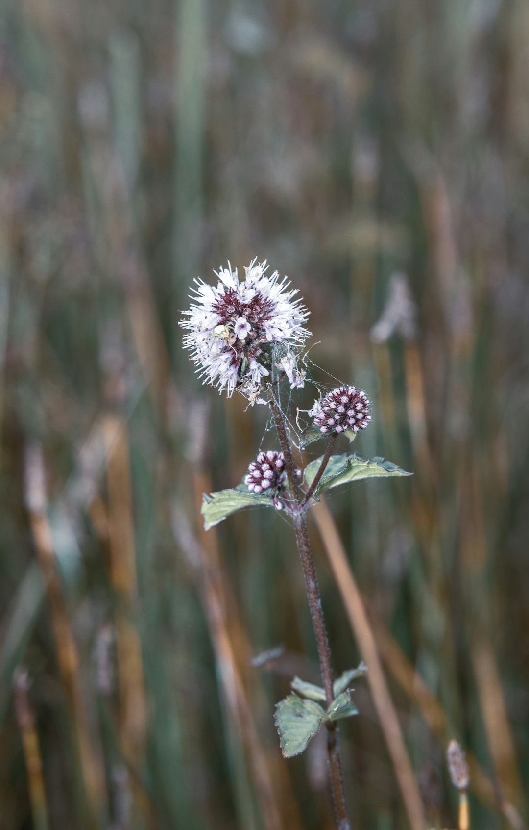 purple flower in tilt shift lens