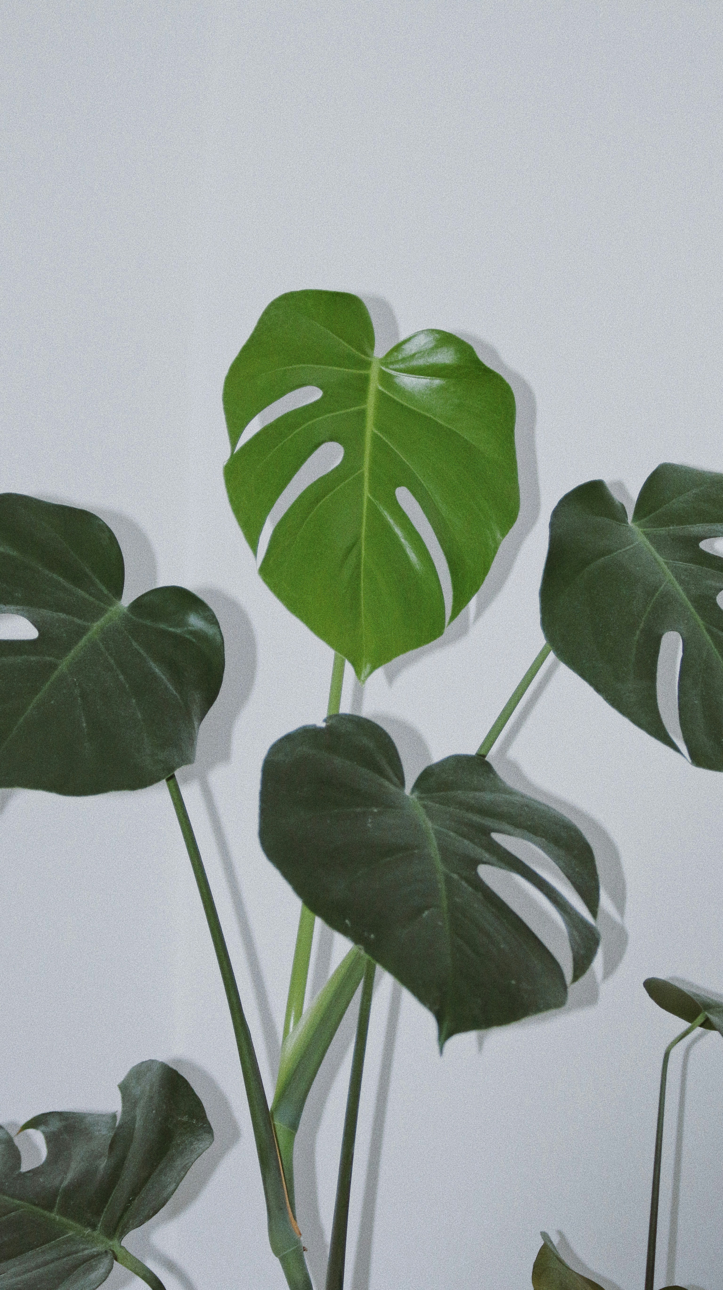 Photo by xthinkingstraightx