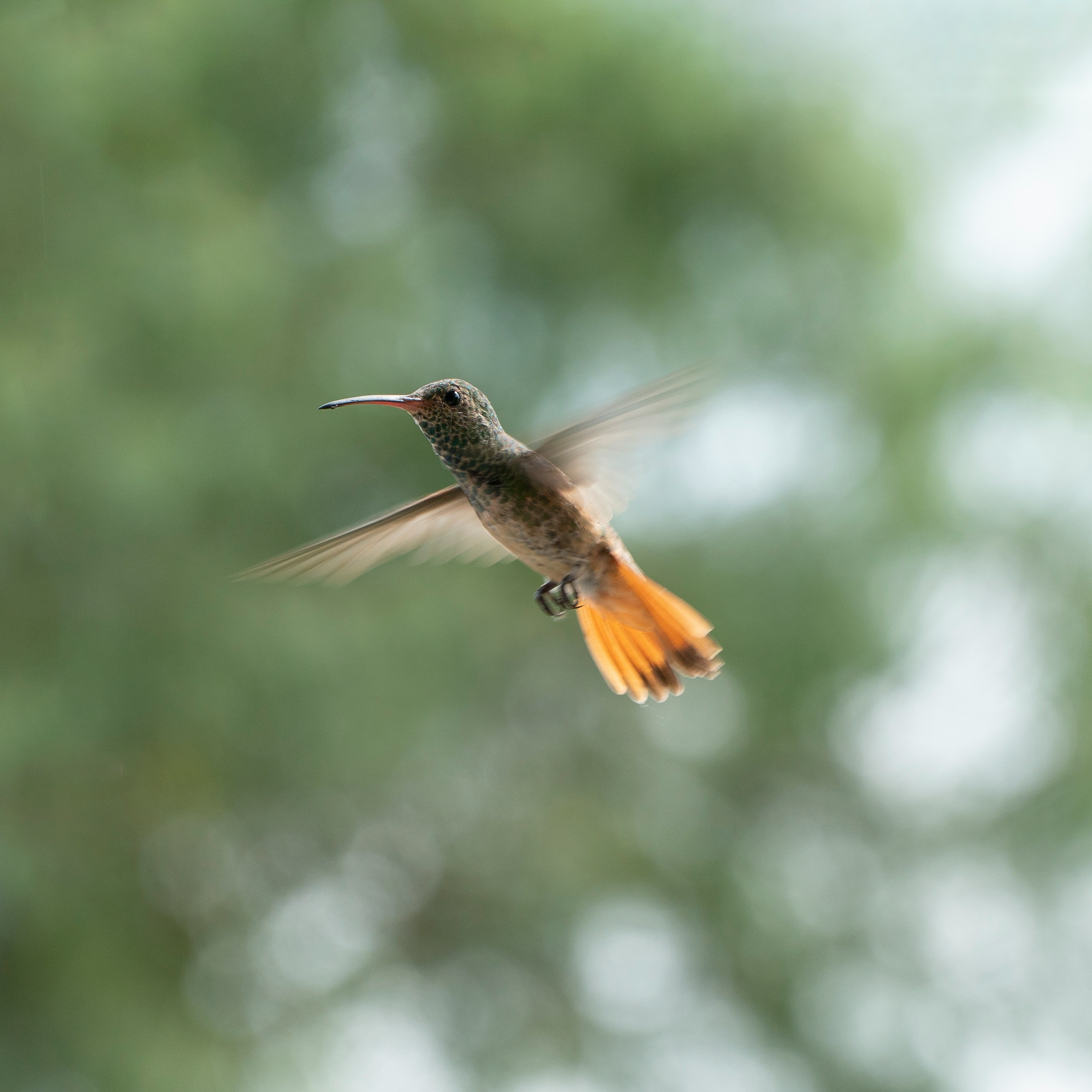 brown humming bird flying during daytime