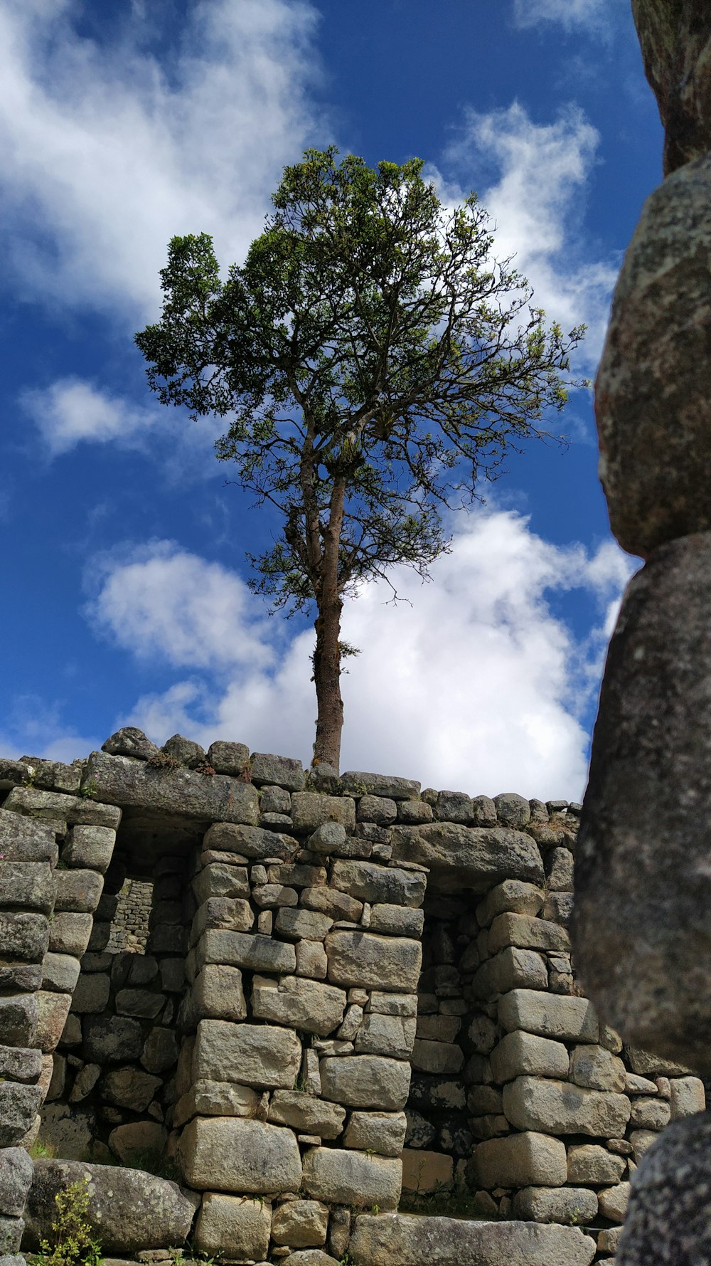 brown tree on brown rock formation under blue sky during daytime