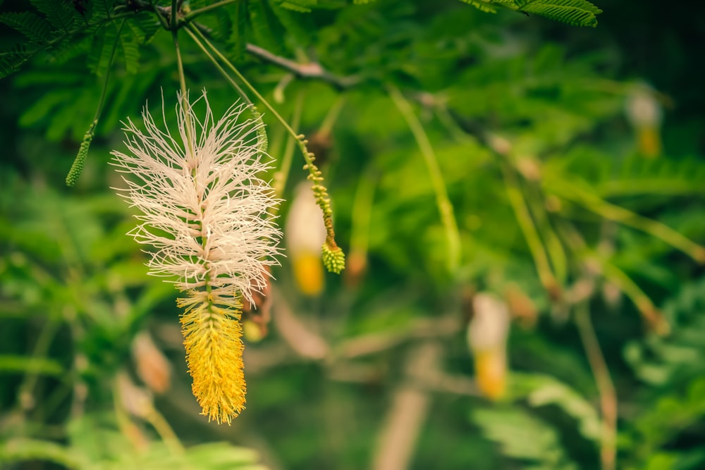 white flower in tilt shift lens