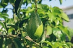 green fruit on tree during daytime