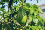 green fruit on tree during daytime