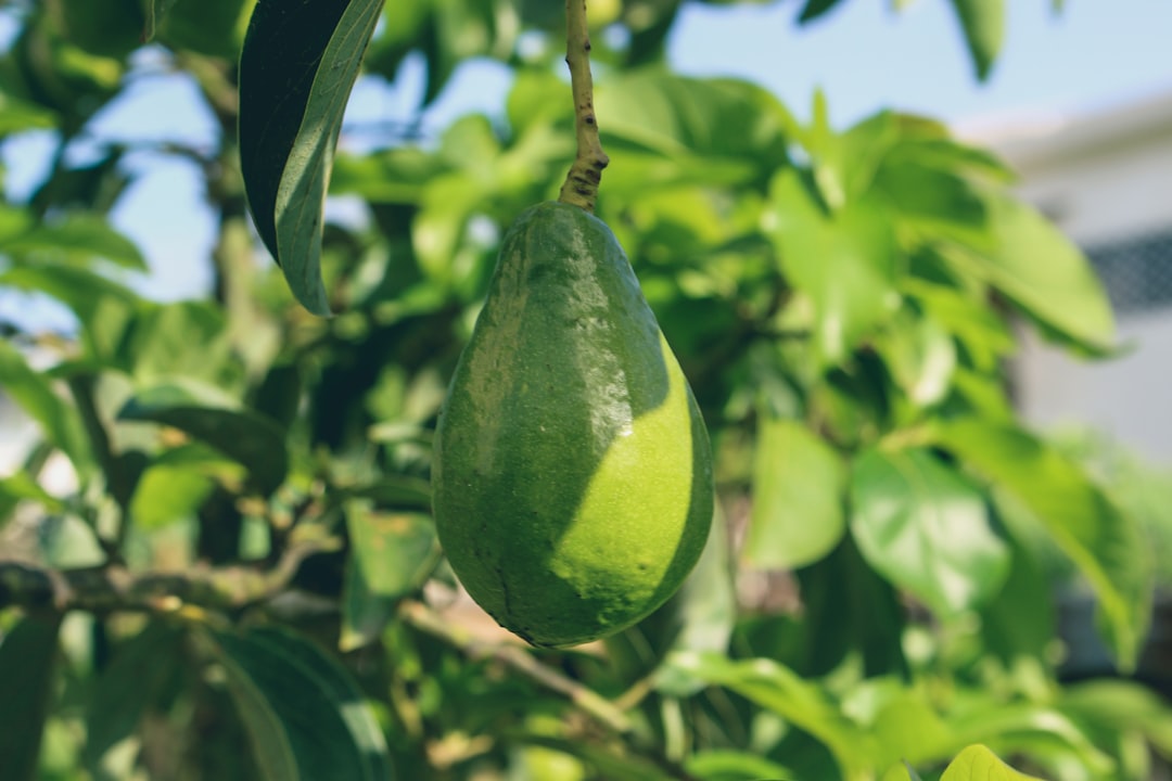 Hurricane-Proof Cuisine: Tracking Down the Caribbean's Most Storm-R… — Hurricane-Proof Cuisine