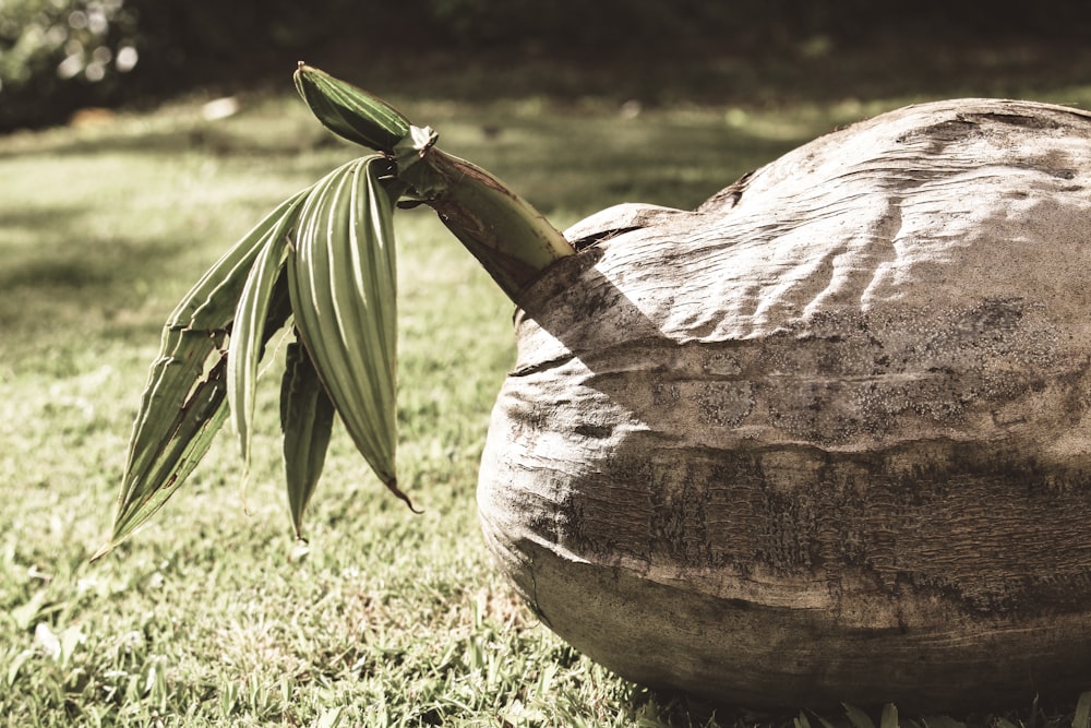 brown wooden round container on green grass during daytime