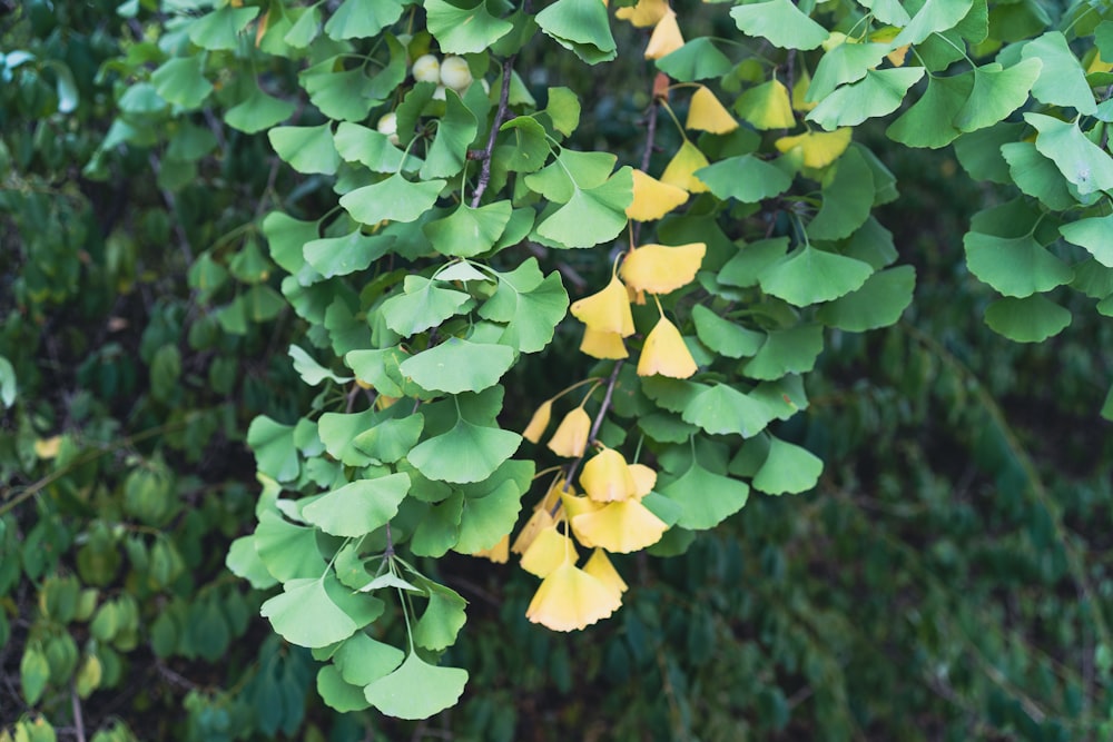 hojas amarillas y verdes durante el día