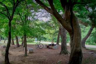 black bicycle parked beside green tree during daytime