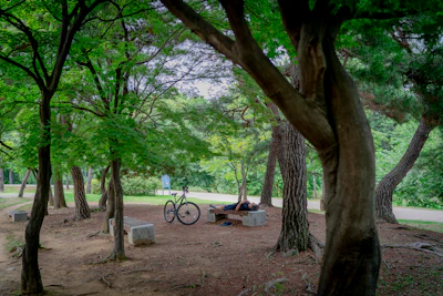 black bicycle parked beside green tree during daytime